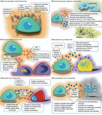 Immunomodulatory and Regenerative Effects of Mesenchymal Stem Cells and Extracellular Vesicles: Therapeutic Outlook for Inflammatory and Degenerative Diseases